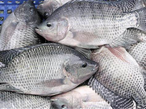 Frozen Tilapia